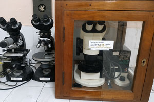 Stereo Microscope